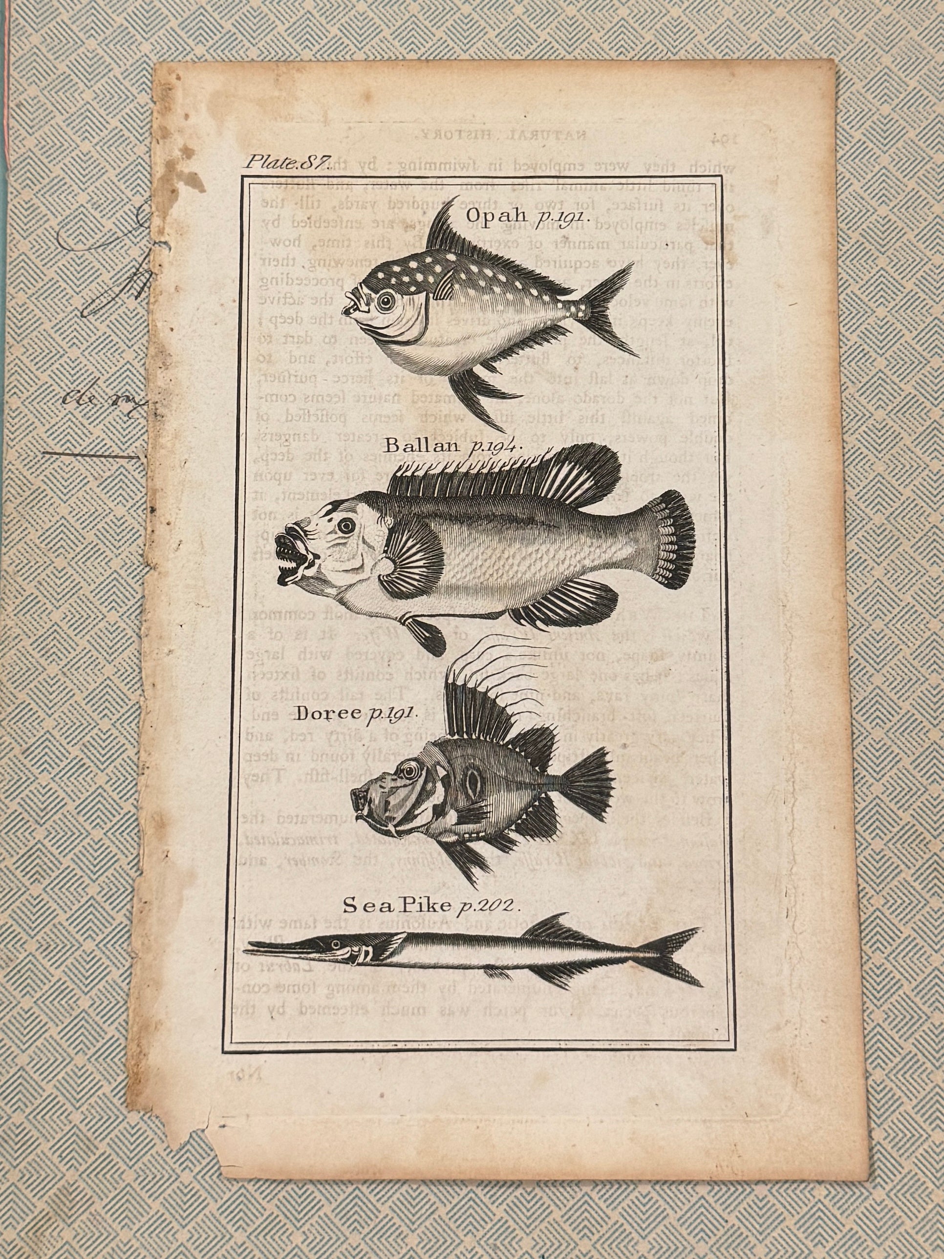 Original Antique Natural History Engraving of Assorted Fish