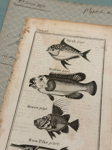 Original Antique Natural History Engraving of Assorted Fish