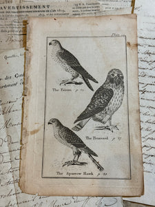 Original Antique Natural History Engravings of Buzzards, Falcons and Hawks