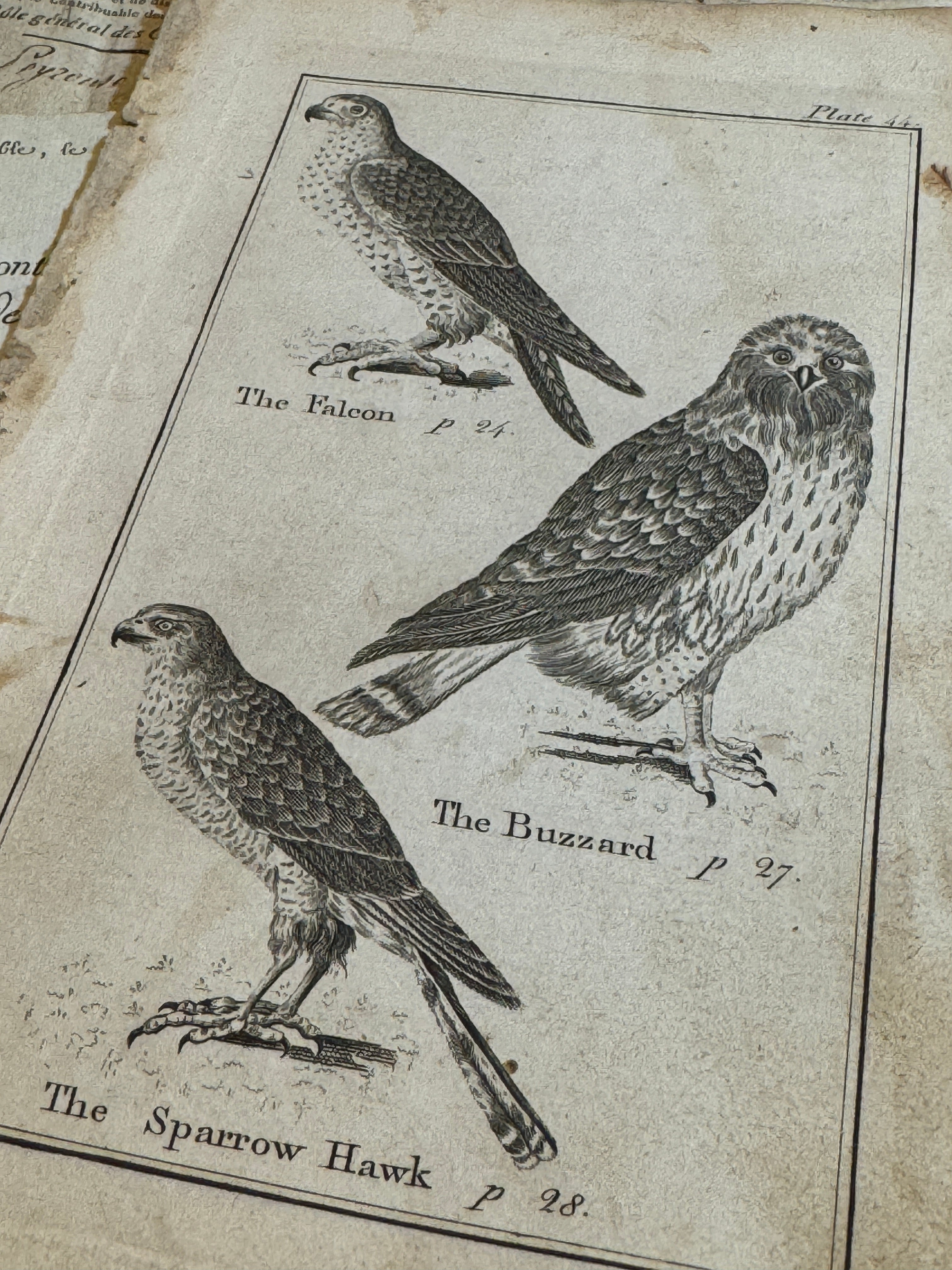 Original Antique Natural History Engravings of Buzzards, Falcons and Hawks