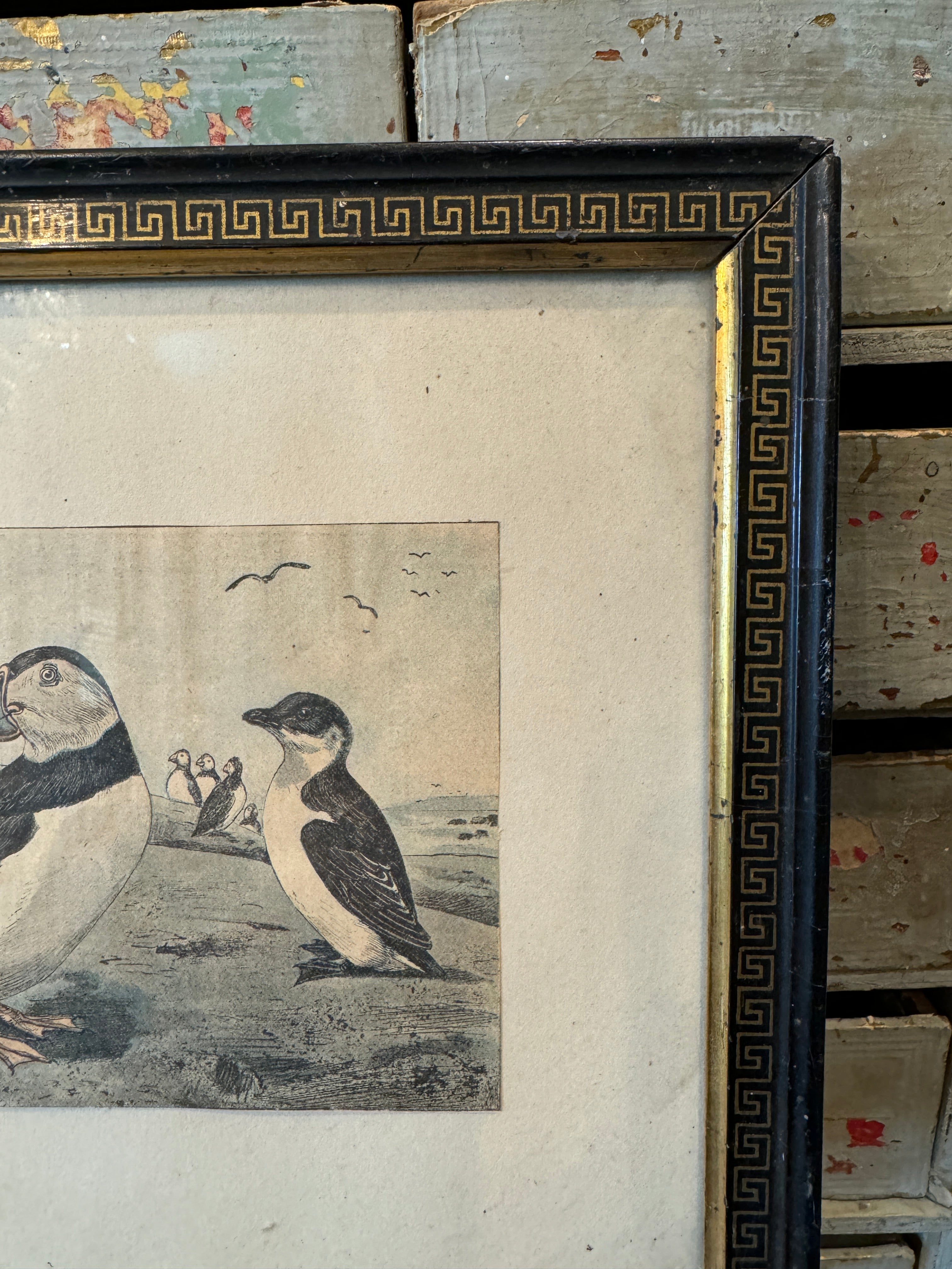 Rare Antique Framed French Puffins