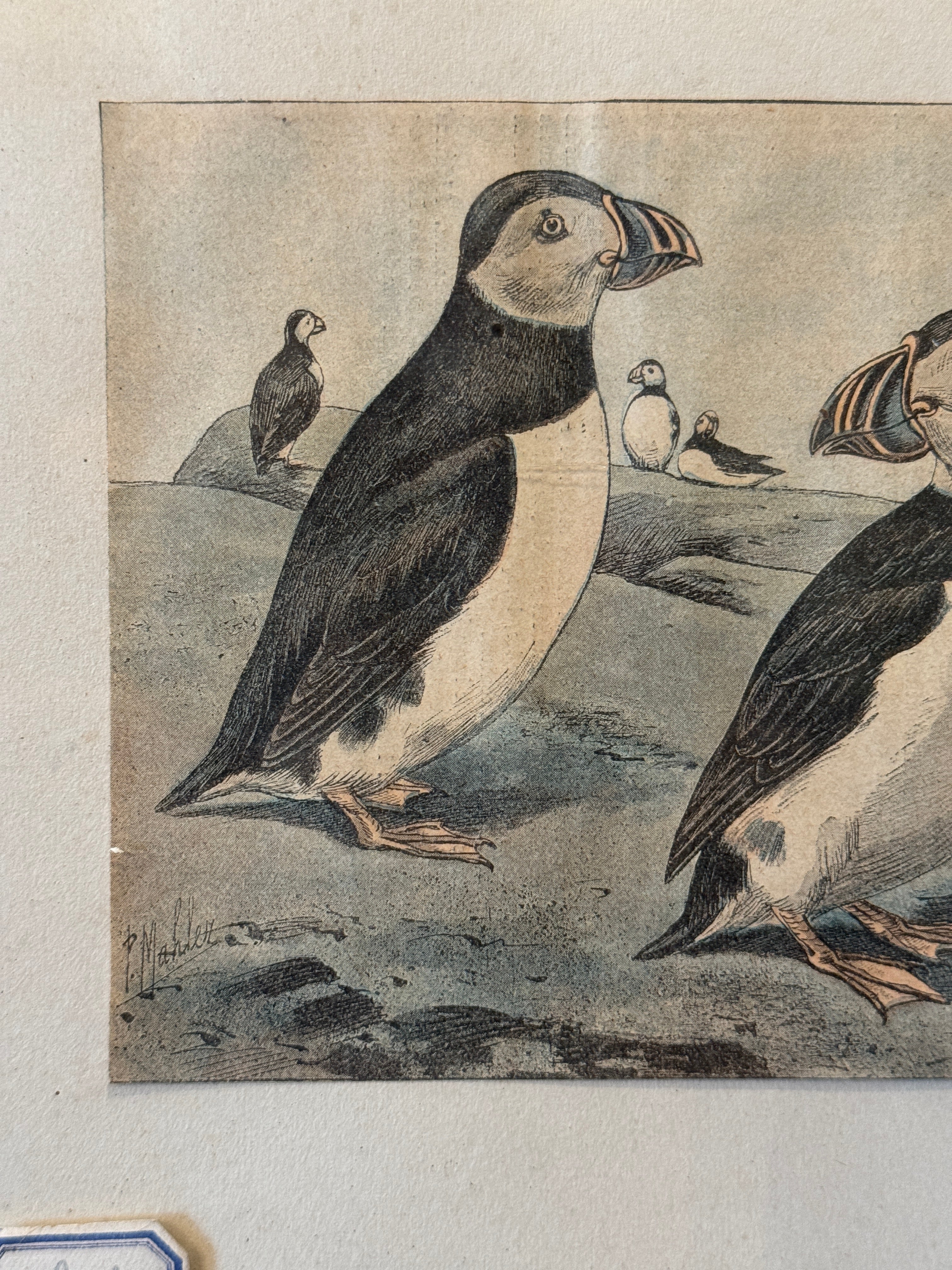 Rare Antique Framed French Puffins