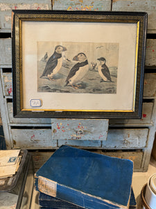 Rare Antique Framed French Puffins